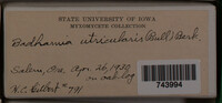 Badhamia utricularis image